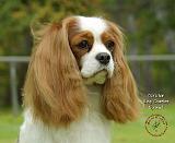 Cavalier King Charles Spaniel 9F098D-19